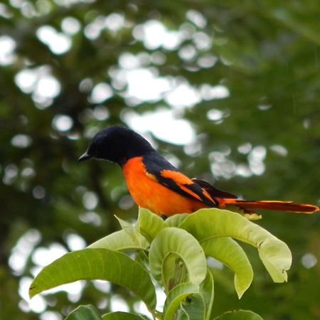 Nenasilu - Sri Lankan Villa Hapugala Екстер'єр фото
